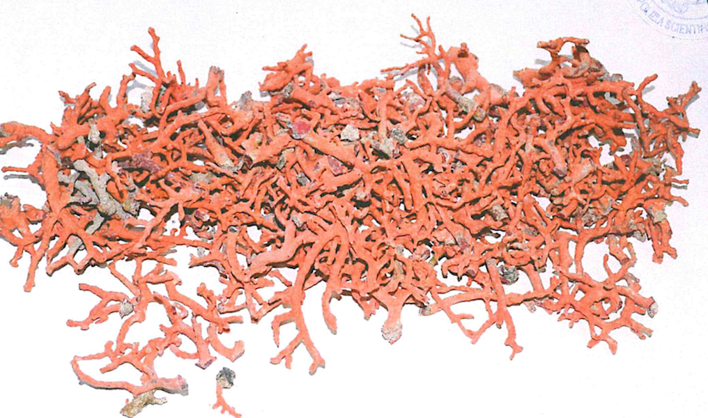 Corallo Rosso, Sequestro,